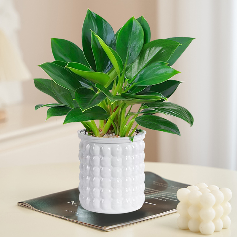 [신모델] 골든다이아몬드 20cm 3그루(화이트 버블포트) + 영양액