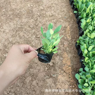 金光菊宿根花卉基地批发 多年生花海道路公园耐寒旱 苗圃量大优惠
