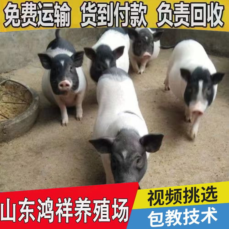 conew_u=3461354046,4221557233&