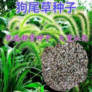 ��β�ݷN��С���������^�p���o�²���������β���ǲݷN�ӹ�β�Ͳ�