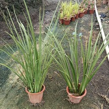 ���ع����G���������pɫҰ�Sβ���Ԉ@�ֻ���ֲ�ﾰ�^ͥԺ�ر��ݻ�