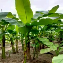 ͥԺ;GֲܰŽ ͺ^pŽԴ~ֲ҃