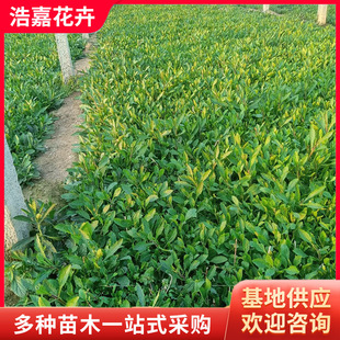 Verbena Seedlings, Flower Sea Landscape Perennial Flower Base Wholesale Garden Planting Seedlings, Verbena Seedlings