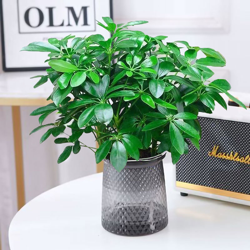 럭키트리 25-30cm 4개 + 별이 빛나는 화분 + 영양액 인기 추천