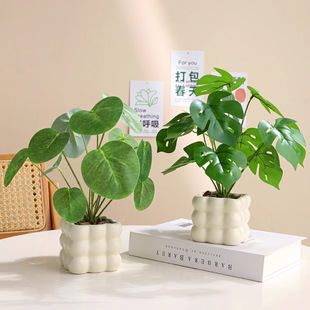 ͏dkֲbƷԷ滨߼бپGֲС辰