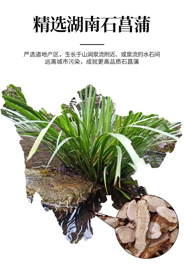 Shi Chang Pu Powder (Acori Tatarinowii Rhizoma) — Wild-Harvested Aromatic Herb, 500g overview