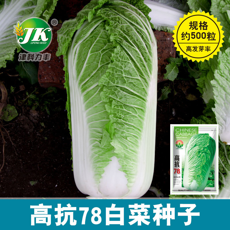 Factory wholesale high -resistant 78 cabbage seeds hybrids Baoxin…