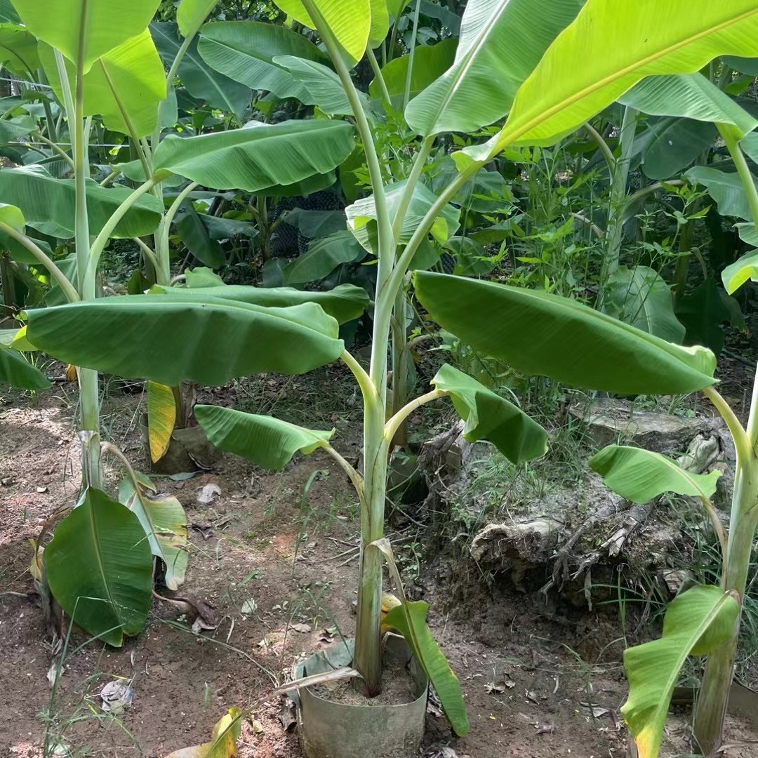 江西丛生香蕉树批发 广东芭蕉树产地报价 湖南米蕉基地植物种植