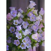 �L⏲ݻ��N�҃������ļ����N�_�����Ի����̨�׻�N�����ݲ���