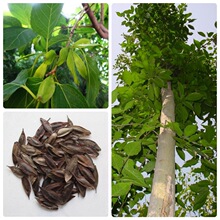 ���ٷN���²ɶ��٘�N�ј����ľG����ľ�N����Ƥ�в�ș�ķN��