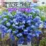 室外播种植物花种子籽