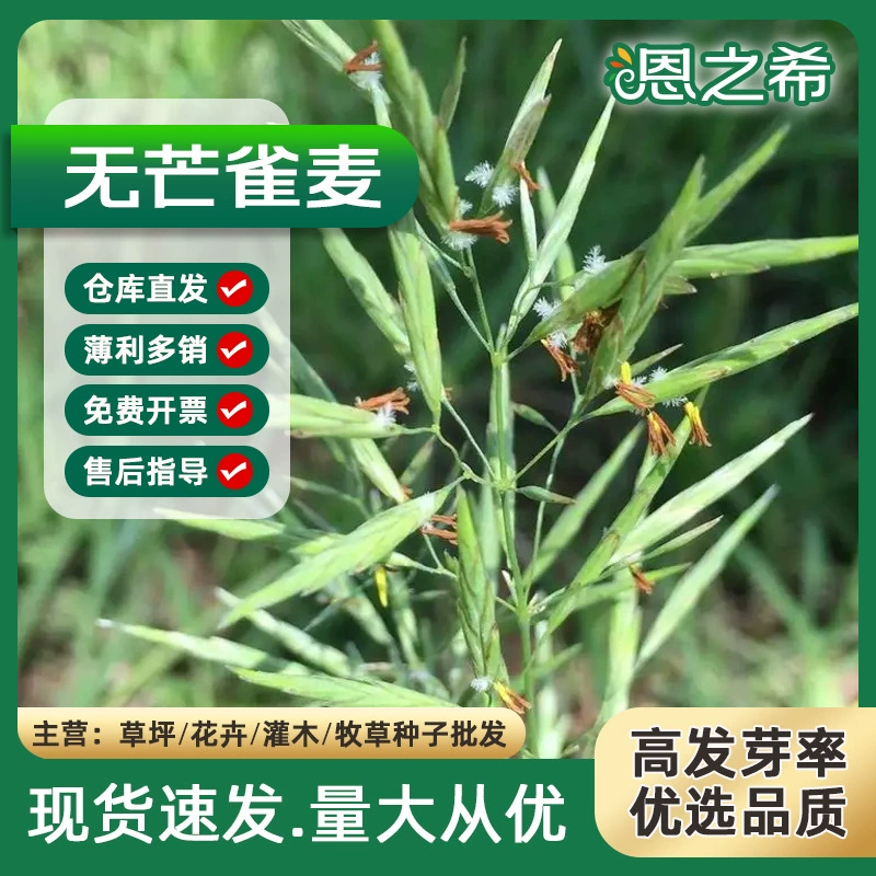 Оптом семена брома без брома семена травы брома семена трав бром бурелом песок фиксация смеси семян зеленой травы