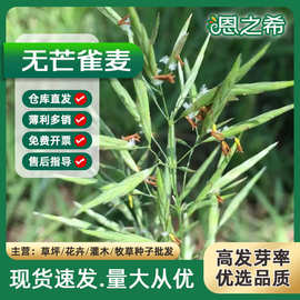批发无芒雀麦种子无芒雀麦草籽牧草种子雀麦草防风固沙复绿草籽