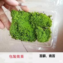 鲜活青苔活苔藓白发藓微景观盆景生态瓶diy造景苔藓植物鲜活盆景