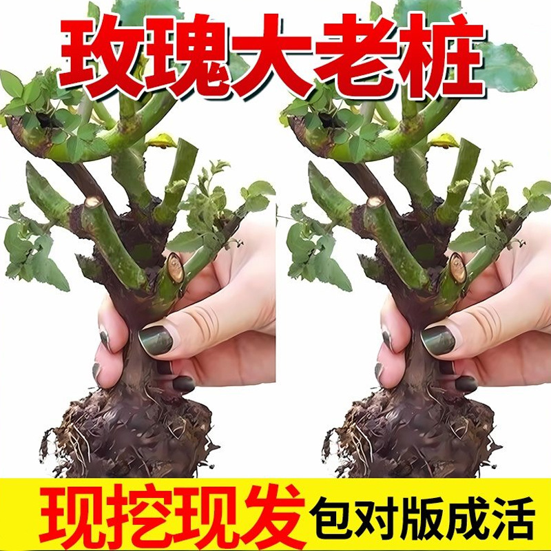 【云南】昆明玫瑰花苗老桩当年开 ??花大花浓香月季老根花卉绿植
