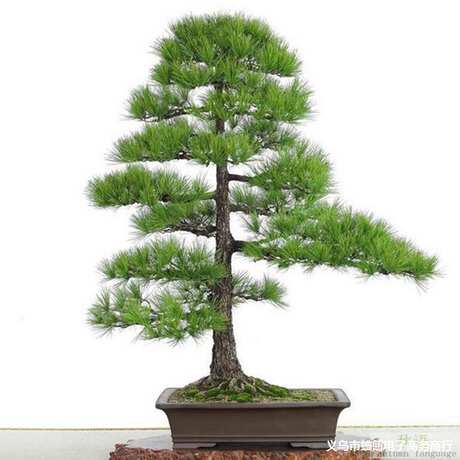 黑松盆景树种子日本松树 家庭花园观赏室内盆栽植物种子20粒