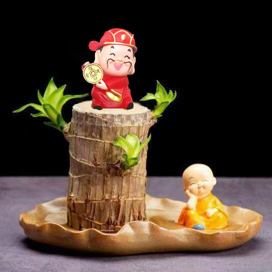 6- 7cm [발아 가능] 브라질 나무 + 연잎 분지 + 작은 스님 + 부의 신