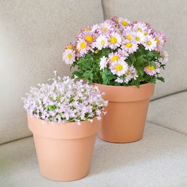 花盆容器;栽培基质;花盆装饰