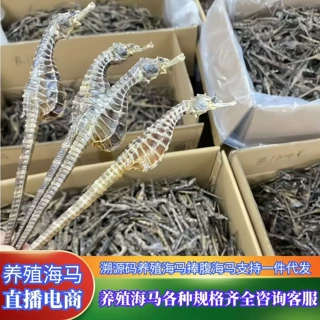 养殖海马捧腹海马公母配对煲汤泡酒药材海马一公一母直播一件代发