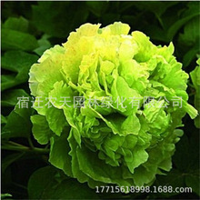 ĵNĵ̨ͥԺ҃NֲNNͺN