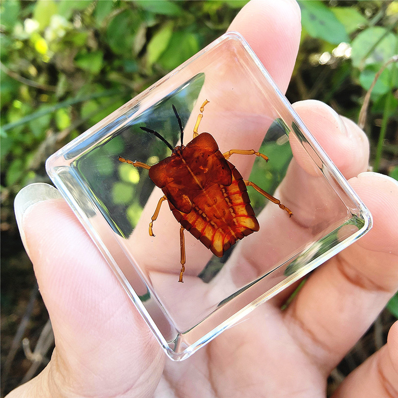 짙은 녹색 대벌레 유충