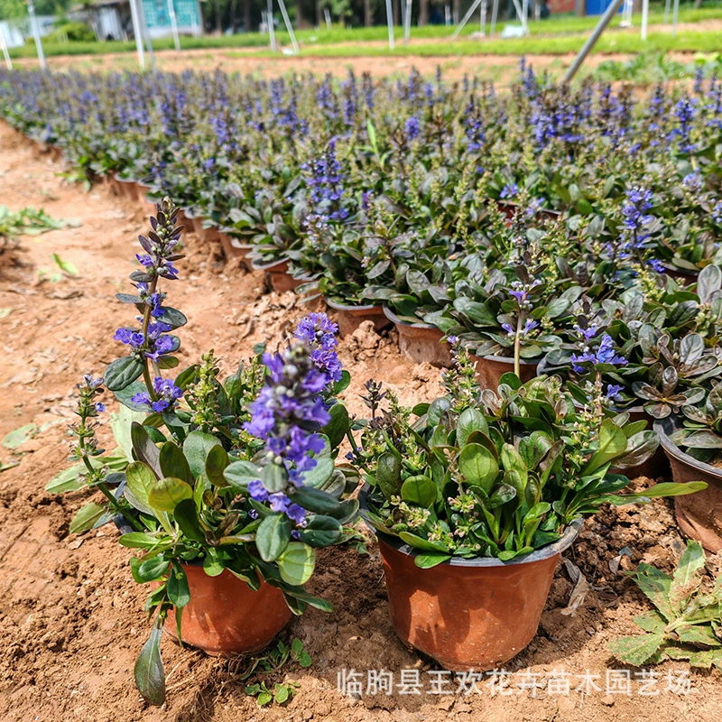 Саженцы травы Muscle Grass для садов, фиолетовая трава Muscle Grass, проекты по озеленению, декоративные цветочные саженцы травы Muscle Grass оптом.