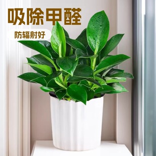 �������ֲ���K��荾G�}�jˮ����~�Gֲ�����k���҃ȑ��˺��B����