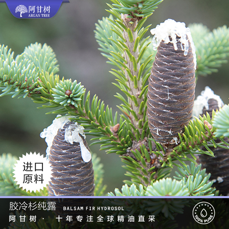 阿甘树胶冷杉纯露Abies balsamea量大价优