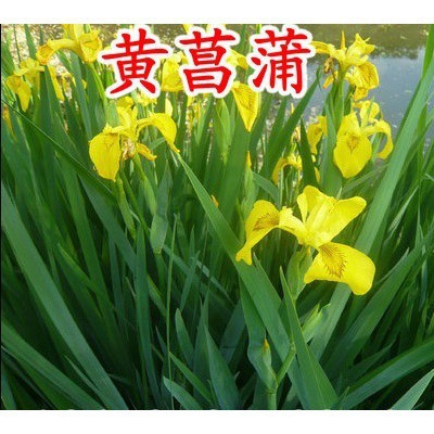 一件代发黄菖蒲花苗水生植物红花紫花黄花鸢尾苗湿地绿化水栽地栽