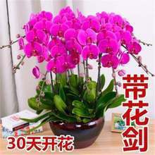 �����m���玧���������������m������͏d�҃�ֲ�ﻨ���ļ����B��