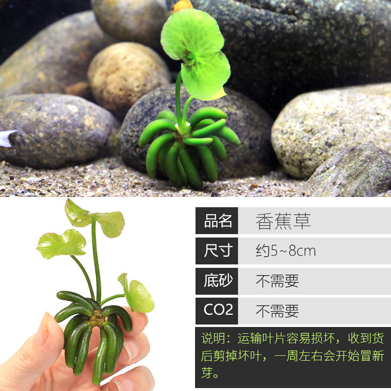 水槽造園パッケージ、水ヤシ、沈木、本物の水、淡水、無土壌植物、酸素化、低パール|undefined