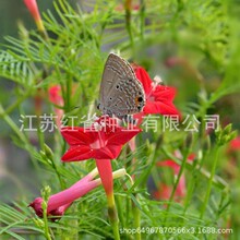 ���N���~�L�}�N������ǻ��N�\�}�̨�����L�}�S�}�����S�}���N��