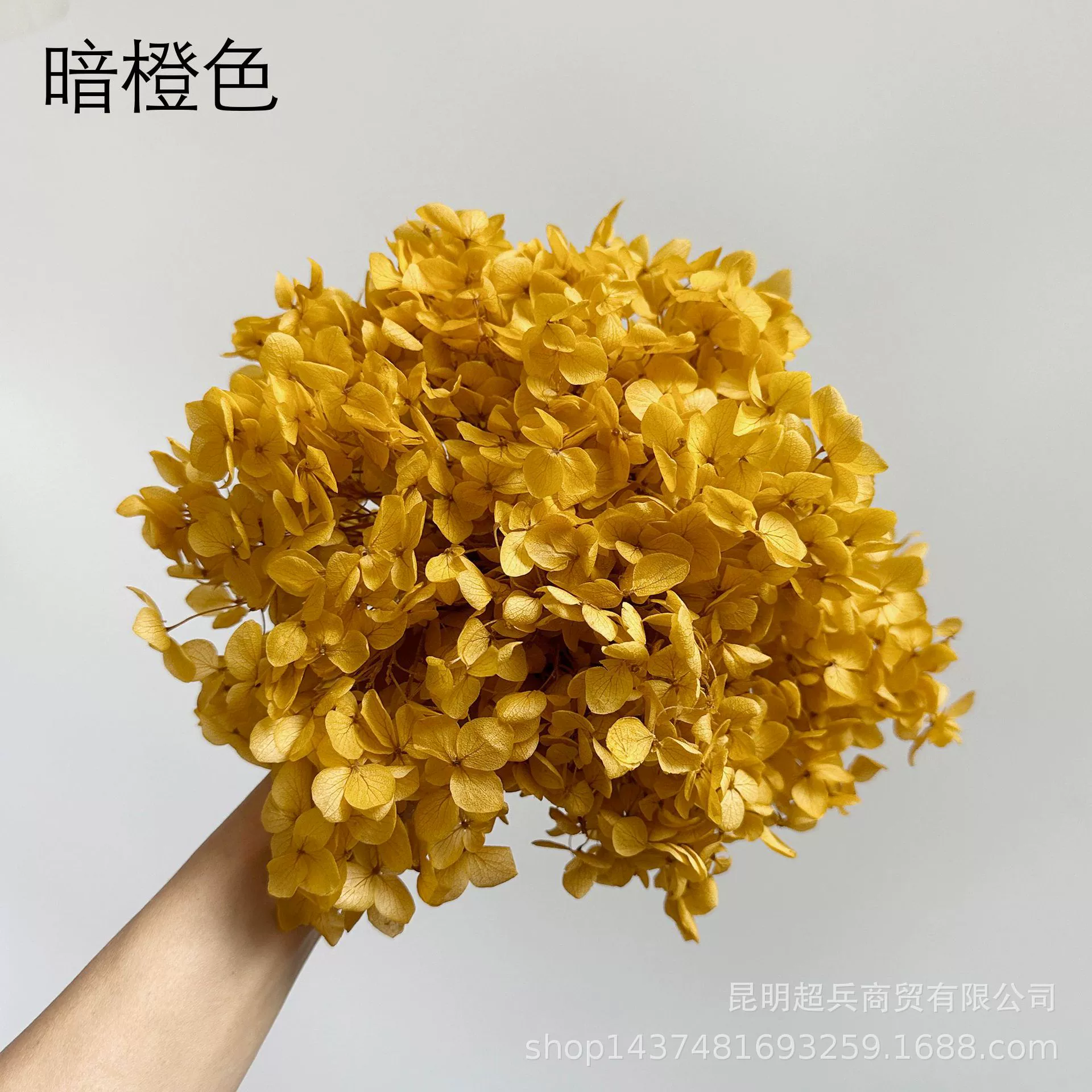 [Вечная Life Flower Hydrangea] Анна Градиентный цвет Лист Hydramid Книга цветов оптом DIY цветочная коробка материал для просмотра