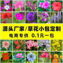 电商进货多品种花卉小包装百日草向日葵羽衣甘蓝花卉种子支持贴标