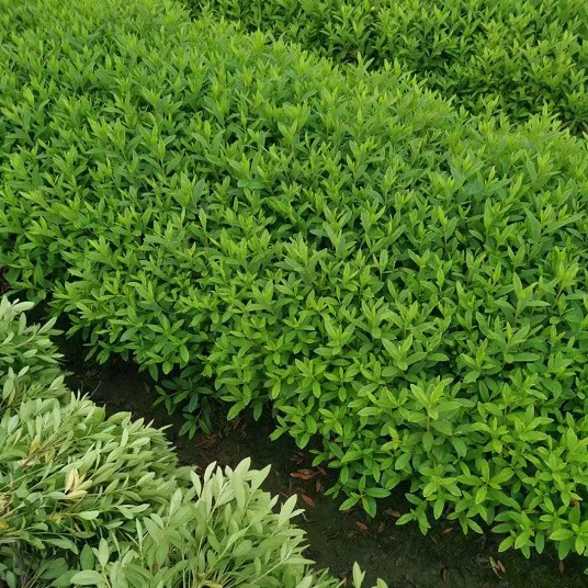 Оптовая продажа больших объемов базовых азалий, гвоздик, бельгийских азалий и гортензий.