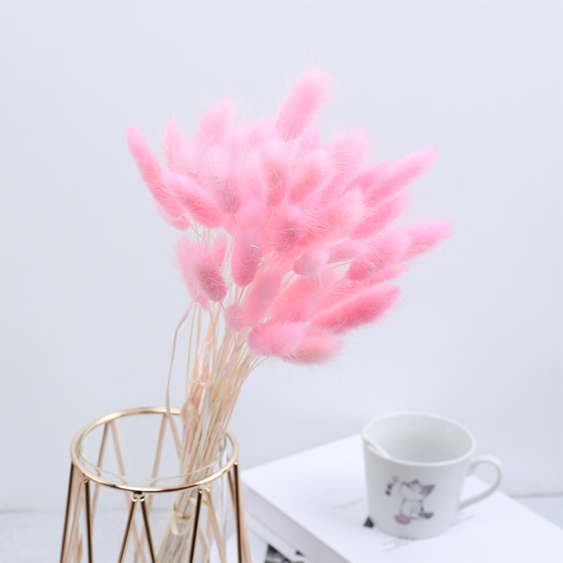 핑크 토끼꼬리풀