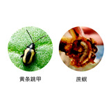 Fumei Shimi Aramine Cordylids и овощи подземные вредители понаправленная понайлу