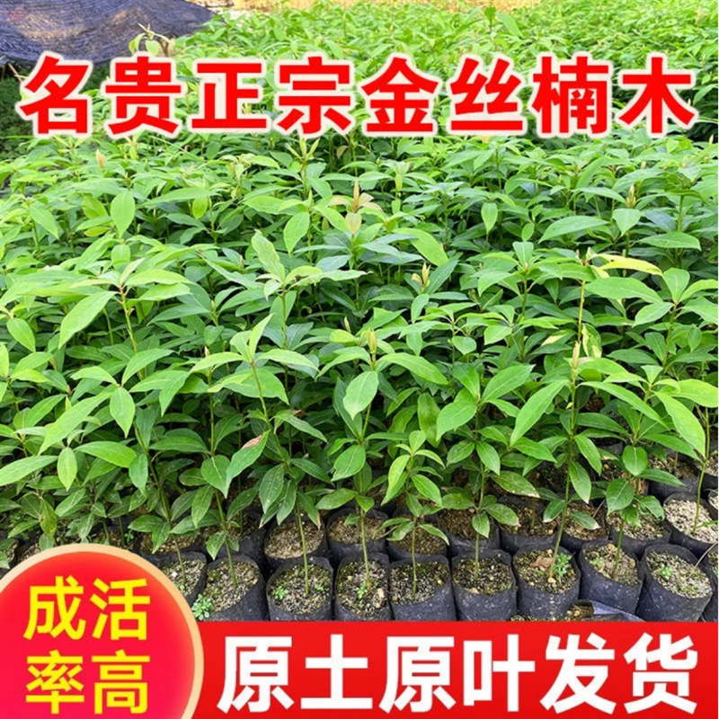 基地批发金丝楠木树苗杯苗别墅庭院绿植小叶桢楠容器袋苗带土发货