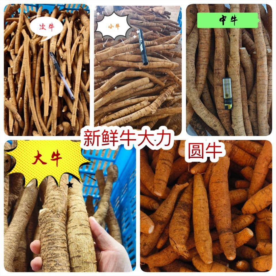 Fresh Smilax china root trade show market stall large medium small grade fresh dried Rhizoma Smilacis