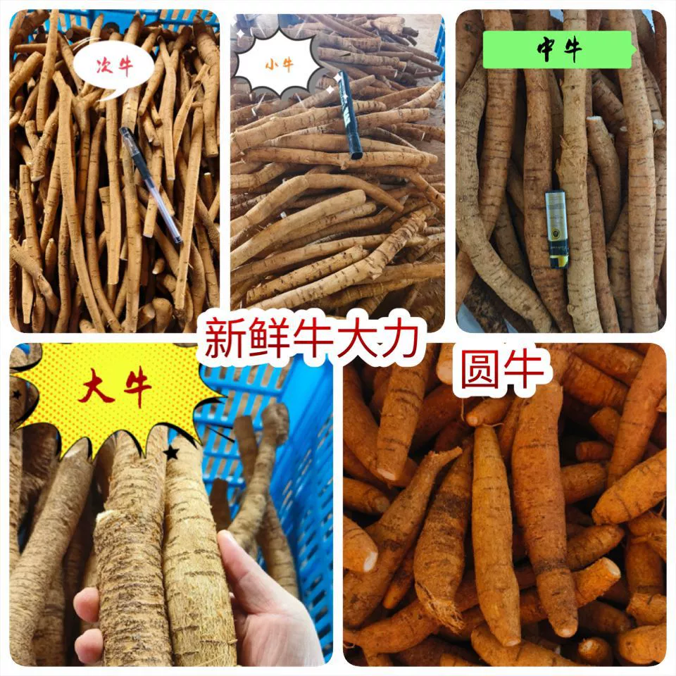 Выставка Свежих Крупного Рогатого Скота Дали Свежий Крупный Рогатый Скот Дали Да Тонг Чжун Сяо Тонг Времена Крупного Рогатого Скота Дали Крупного Рогатого Скота Сухой