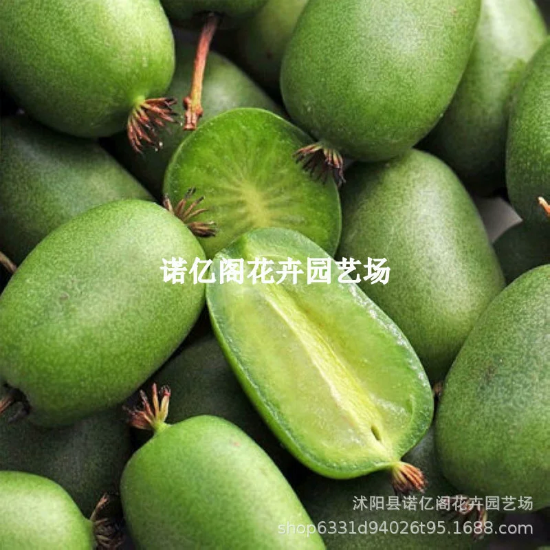 Рассада Longcheng No. 2 Actinidia arguta в горшке, посаженная Даньдун, рассада длинных фруктов, мягкий мармелад