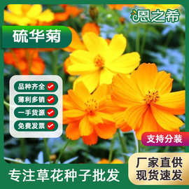 批发硫华菊种子耐旱耐热花海花田四季好种易活绿化草花工程种籽