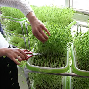 ѿ��˷N�Ӽ��ô����㶹����㶹��ˮ���߲��㶹��ѿ���̨�N��