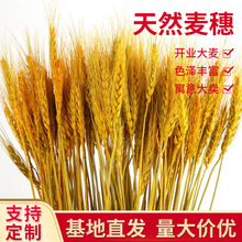 ��ɫ�_�I�����ɻ����������Ĕz���ߔ[���b��@����ɻ������l