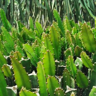 �t�Ļ��������ϱ����ļ��Nֲ�޽�֦�l����������