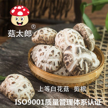 菇太郎出口白花菇冬菇特產磨菇剪腳山貨農家香菇干貨花菇500g