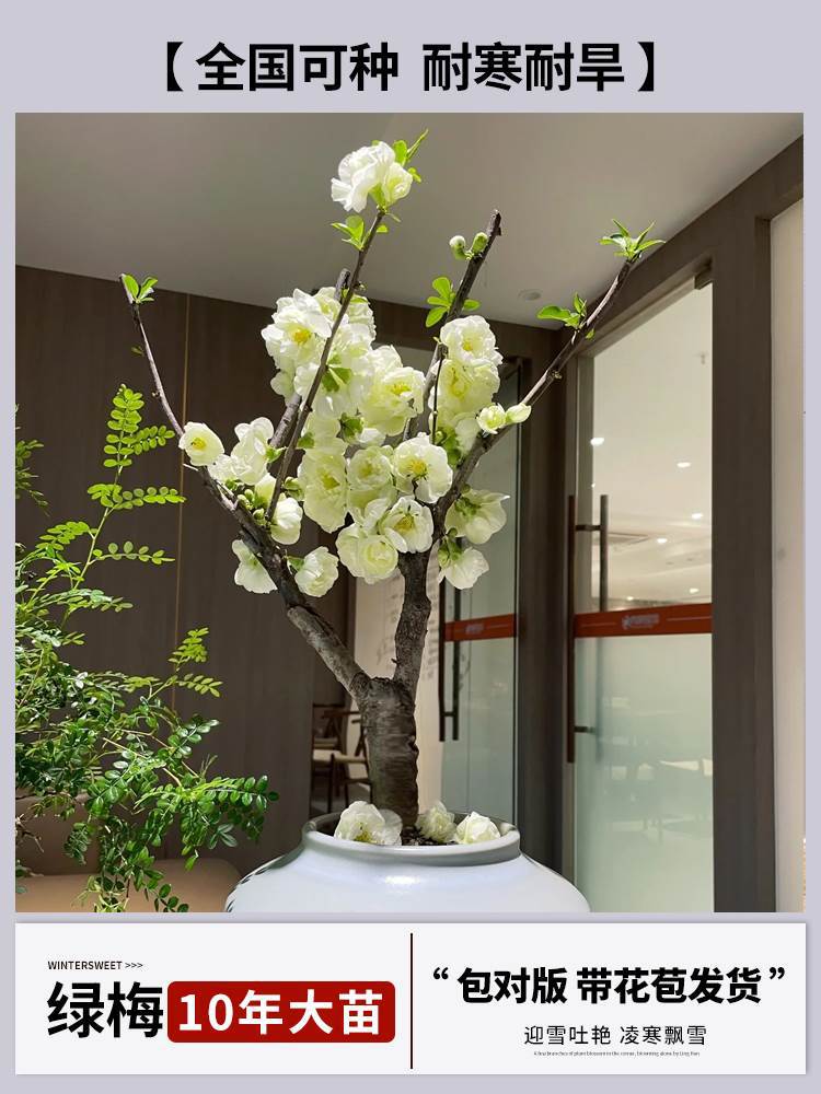 [향기로운 청매화] 10년근 모종 + 특수비료 (개화기에는 꽃이 피고, 재발행되지 않음)