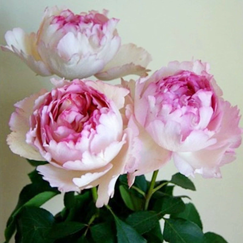 Дропшиппинг: саженцы цветов «Роза Эва», городской стиль, в горшках, для цветения в любое время года, для балкона и внутреннего двора.