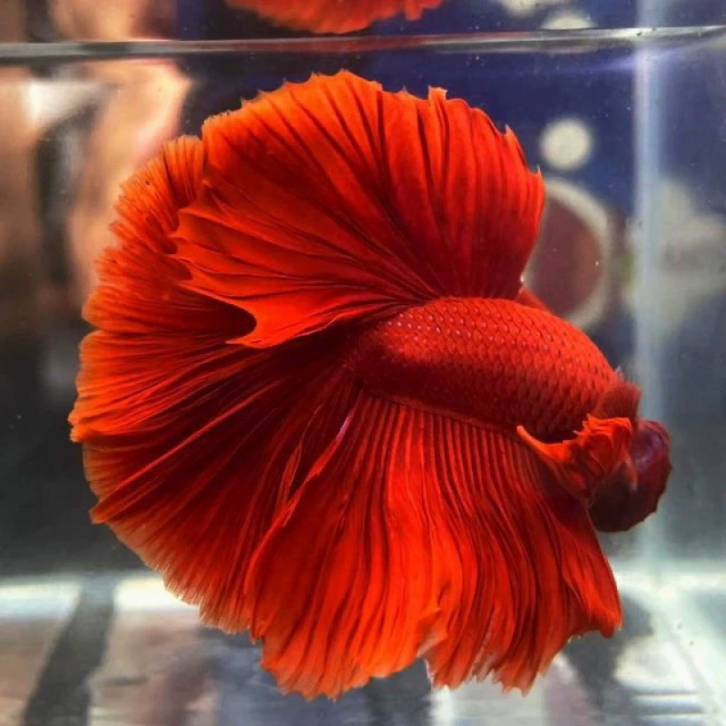 Betta (полумесяц) декоративная живущая рыбка, смешанные цвета, 5–6 см, декоративная домашняя рибка