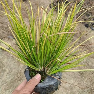 Golden Leaf Calamus Potted Bag Seedlings Courtyard Balcony Cold and Heat Resistant Easy to Grow Plants That Purify the Air in All Seasons